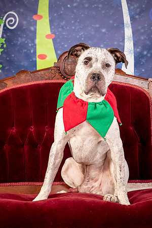 Foster Sylvester-0942