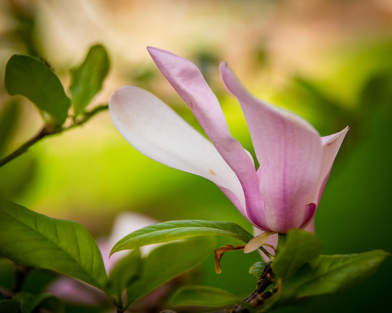 flower-3261