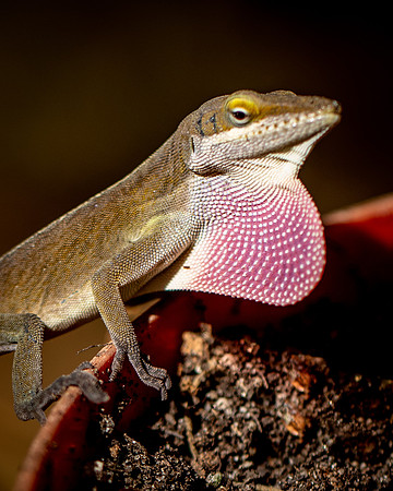 Reptile-3472