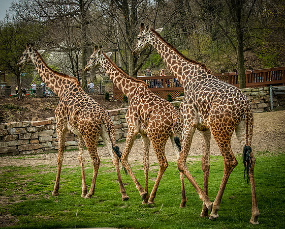 animals-4243