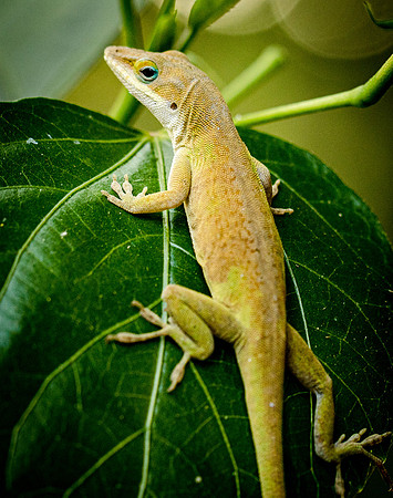 lizard-3696