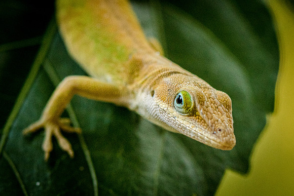 Lizard-3809