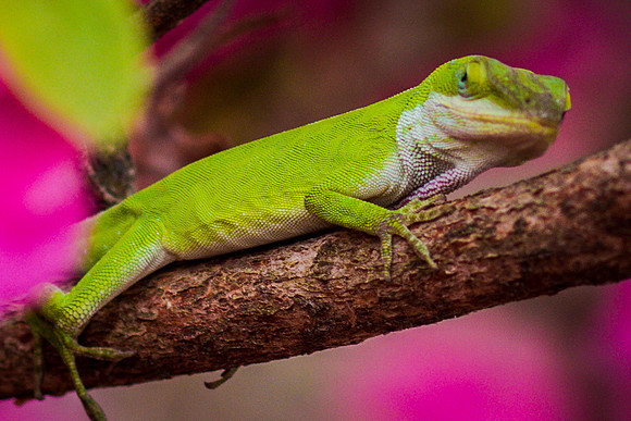 Lizard-7596