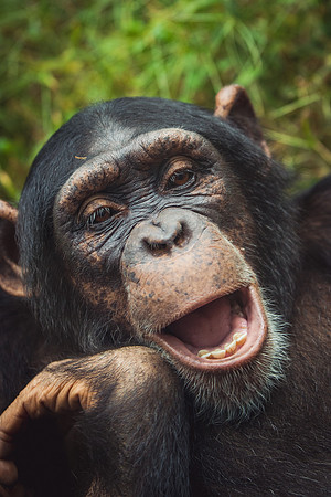 Monkey-6252