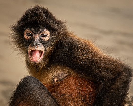 Monkey-9198-2