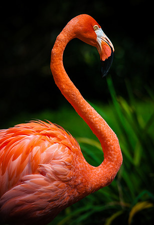zoo-1230