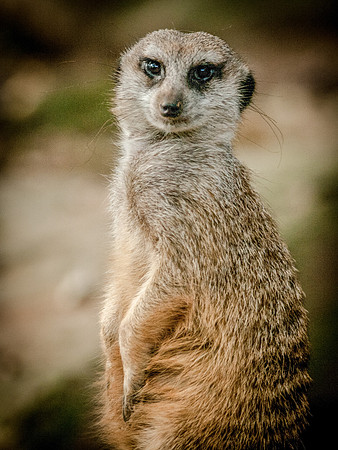 zoo-2918