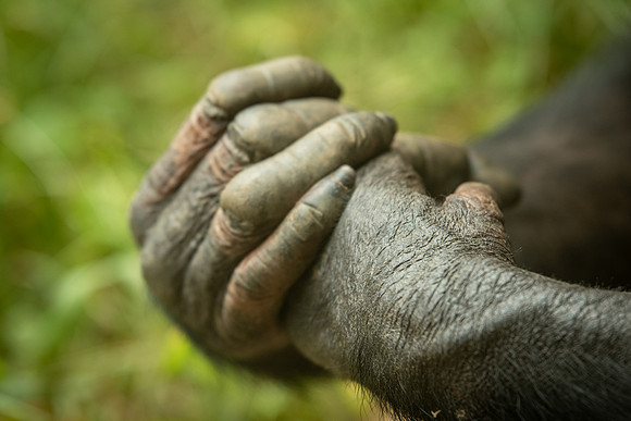 zoo-6300