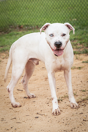 Buddy-1448