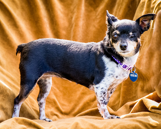 Foster Leela-8031
