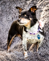 Foster Leela-7991