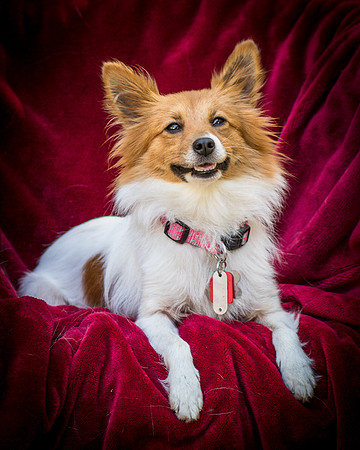 Foster Brandi-3407