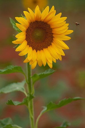sunflowers-8337