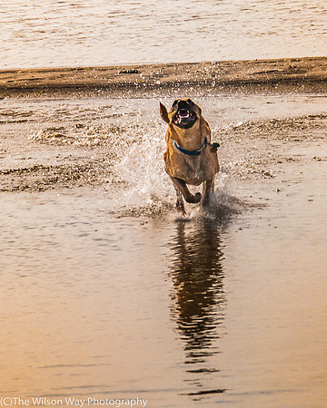 Roxy on the Run-7451