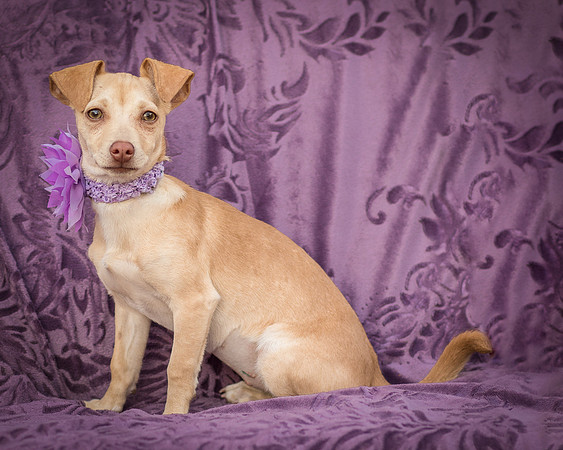 Foster Beatriz-7775