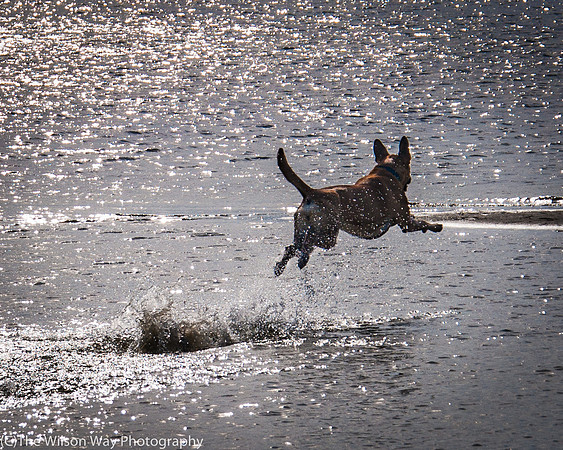 Roxy on the Run-7444