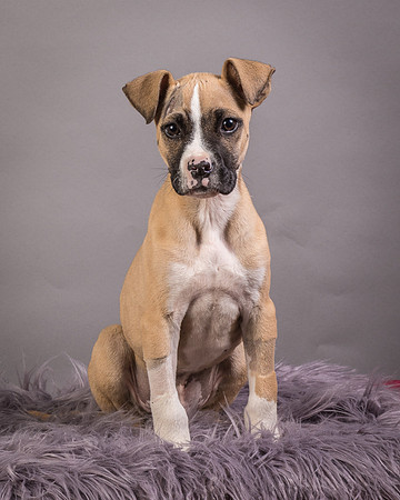 Foster Barnabas-4480