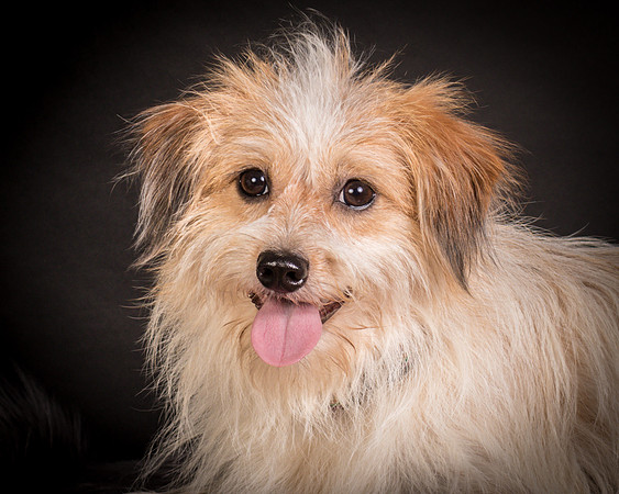 Foster Tiny-1282