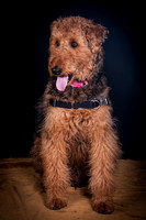 Dixie Lou-5636