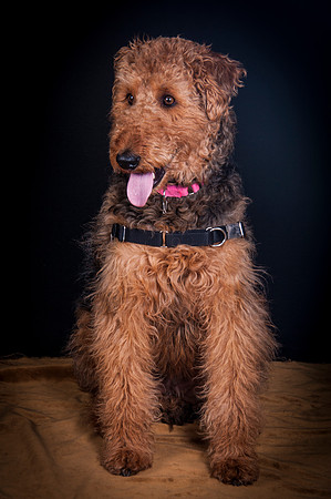 Dixie Lou-5636