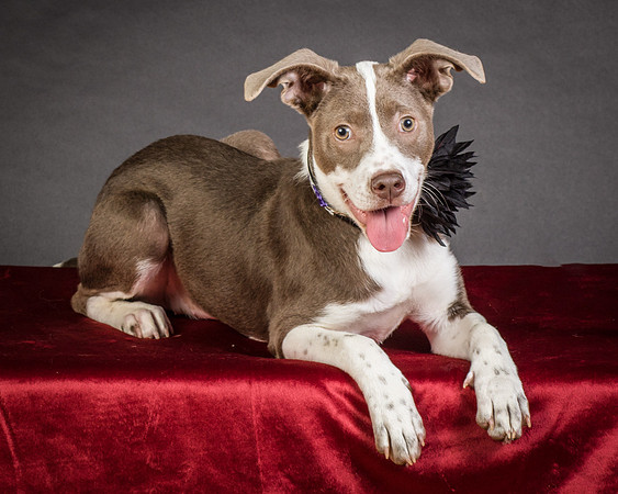Foster Ari-8638