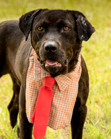 Darlington - Louie-8832