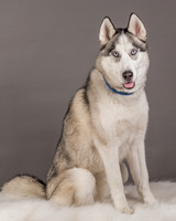 Foster Aspen-7588