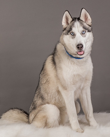 Foster Aspen-7588