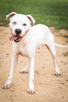 Buddy-1487