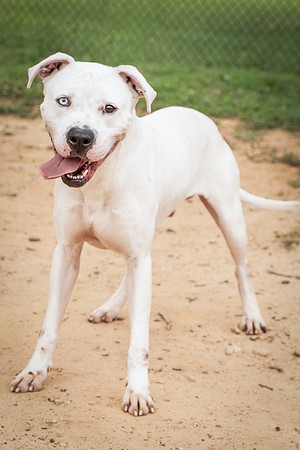 Buddy-1487