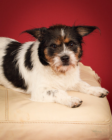 Foster-4659