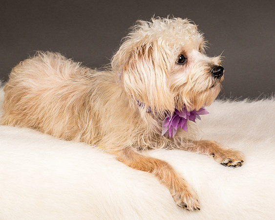 Foster Henrietta-8492