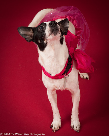 Sweet Pea-5898