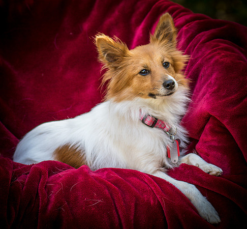 Foster Brandi-3370
