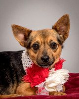 Foster Mavis-4055