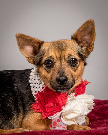 Foster Mavis-4055