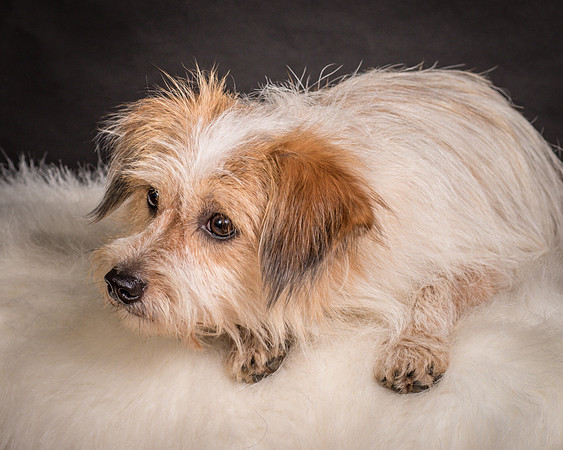 Foster Tiny-1673
