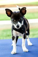 Foster Laila-9773