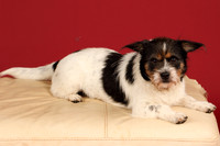 Foster-4660