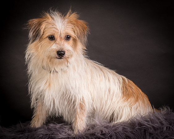 Foster Tiny-1248