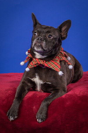 Slattery-Bella-0094