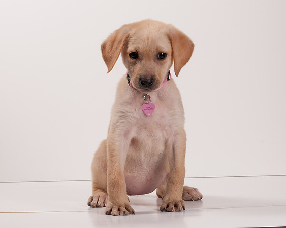 GCSPCA BB-6127
