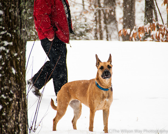 Roxy in the snow-4360