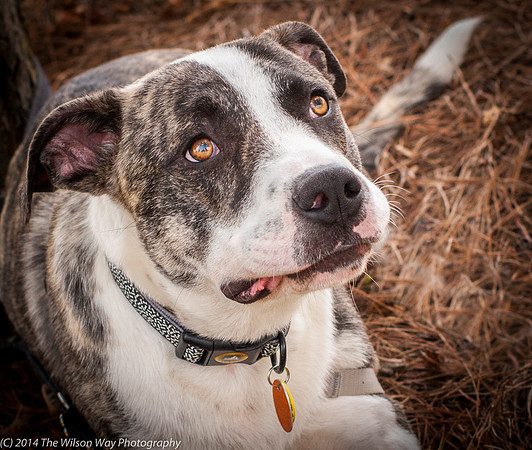 Foster Louie-9715