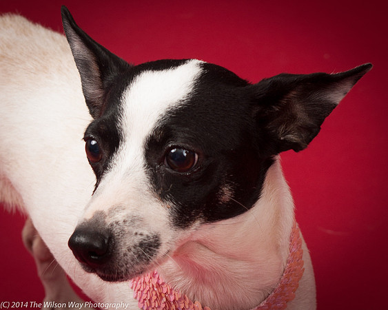Sweet Pea-5932