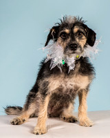 Foster Triscuit-5491