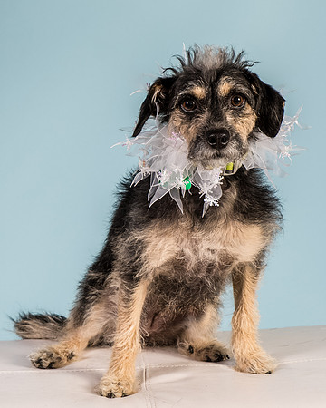 Foster Triscuit-5491