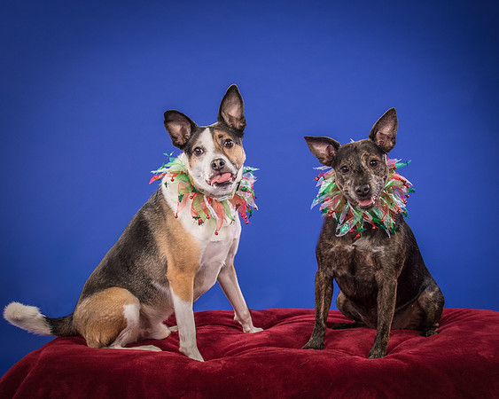 Fitzgerald-Jameo and Loki-4136