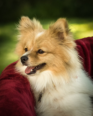 Foster Sydney-7514