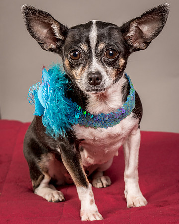 Foster Justice-4673